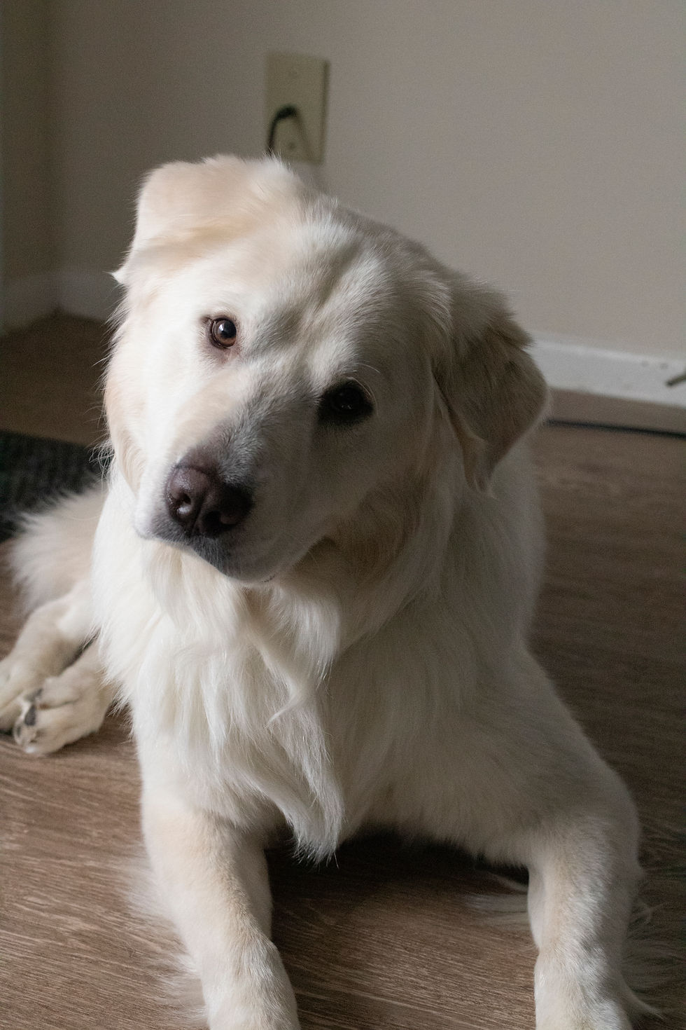 Pet Photography