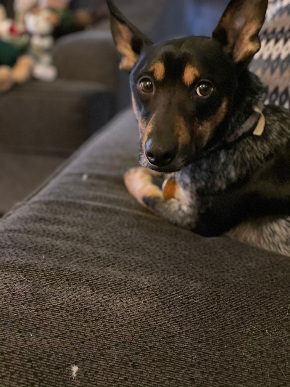 Pet Photography