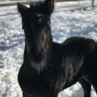 one week old