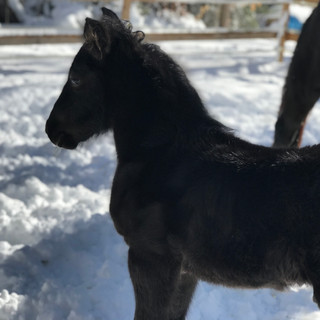 One week old