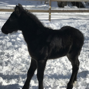 one week old
