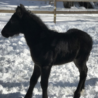one week old