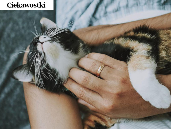 Dlaczego kochamy koty?