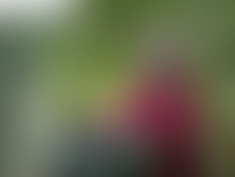 Zielony rytuał – czyli spacer jak witamina