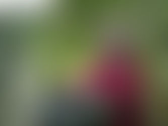 Zielony rytuał – czyli spacer jak witamina