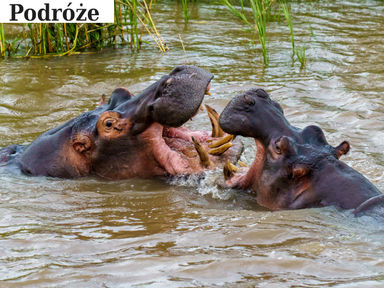 W maskach i w rytm afrykańskich bębnów