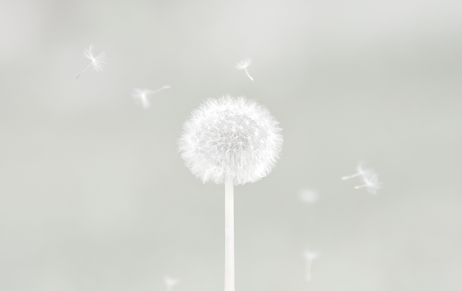 white dandelion in close up photography_edited.png