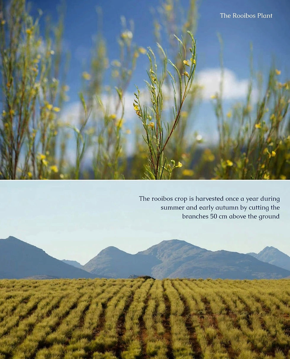Rooibos 1.jpg