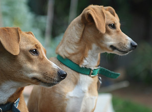 Two Dogs