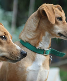Two Dogs