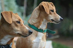 Dois cachorros