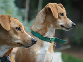 Bem-estar de Gatos e Cachorros: Amor, Responsabilidade e Qualidade de Vida