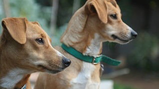 Scalea, un'area recintata per cani: la richiesta di 379 cittadini