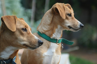 dogs ready for a walk