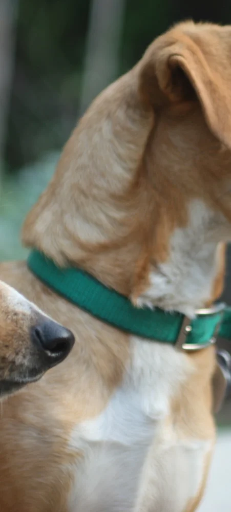 pawsome doggy day care