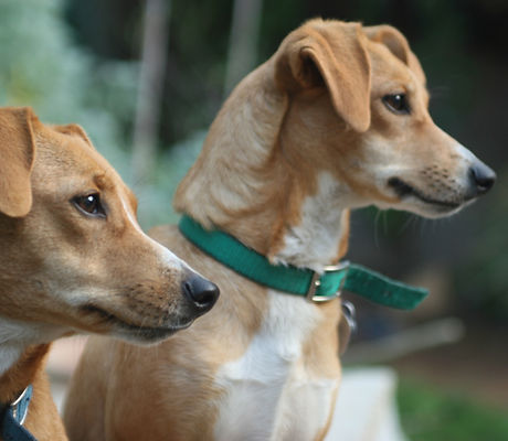 Two Dogs