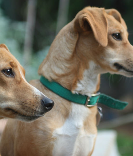 Two Dogs