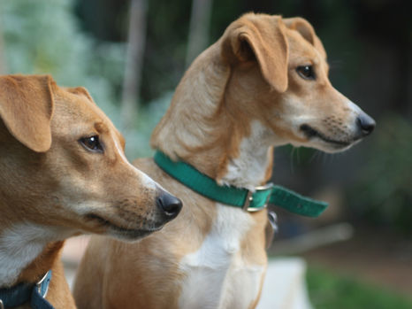 2匹の犬