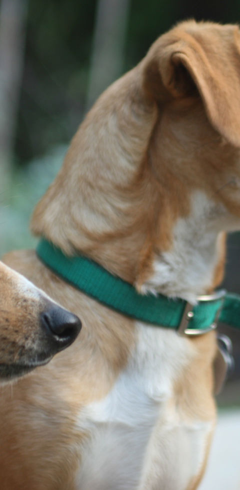 Two Dogs