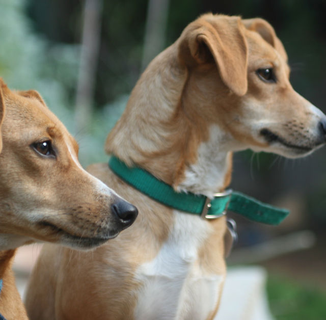Puppy school bayside sales