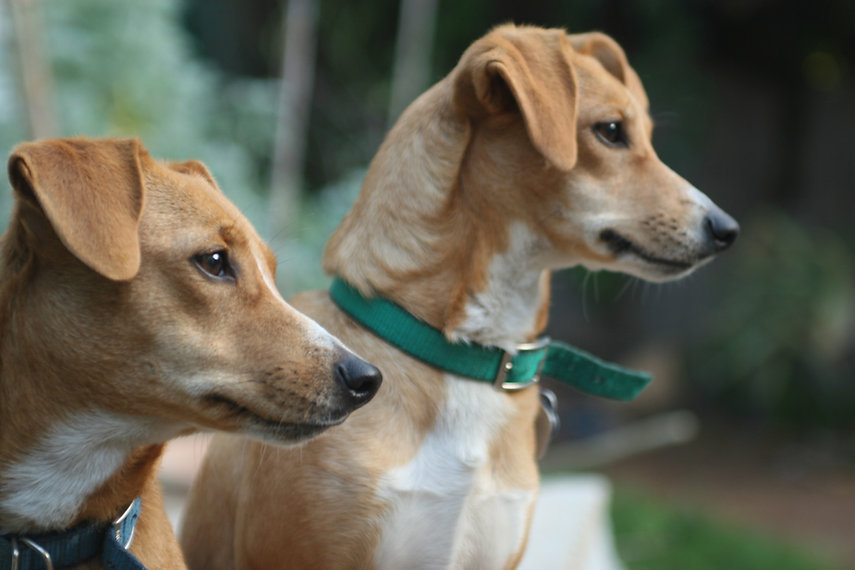 Two Dogs