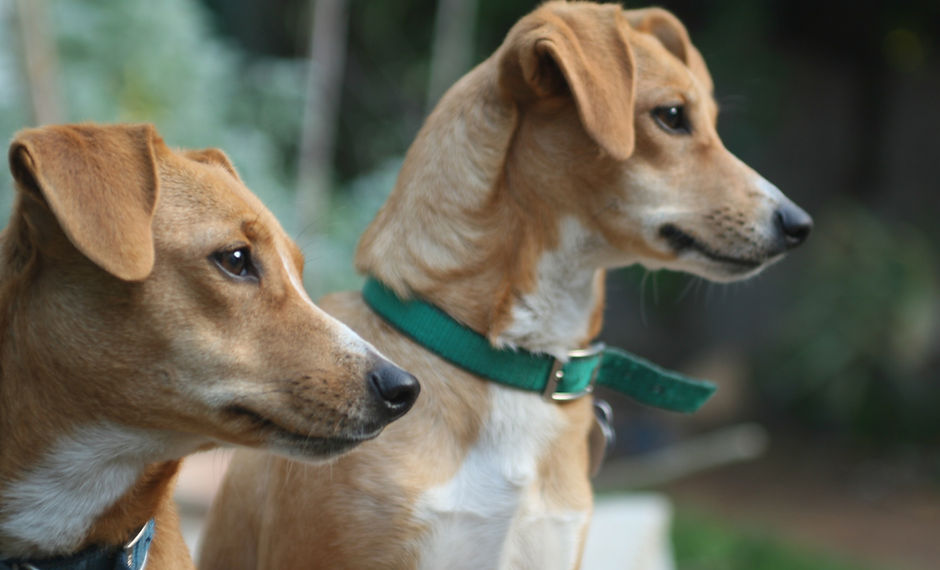 Two Dogs