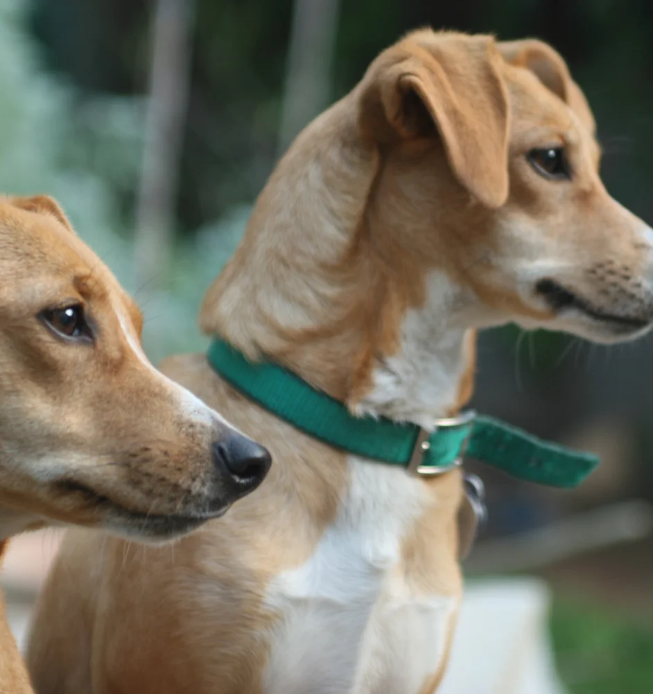 blue cross dogs phone number