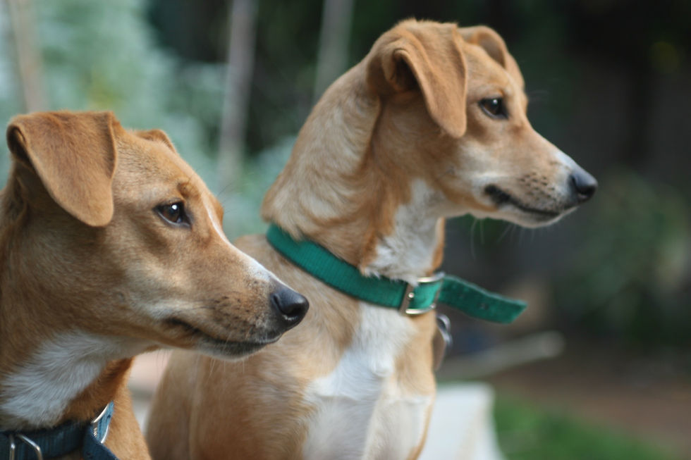 Two Brown Dogs