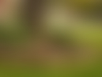 How to Improve Curb Appeal in One Weekend