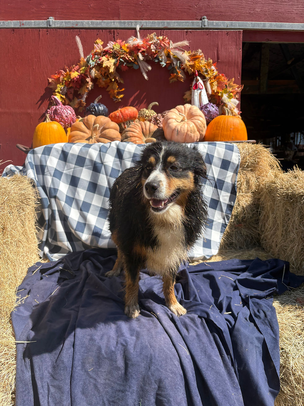 San Diego Pumpkin Patch for Families Looking for a Fall Outing