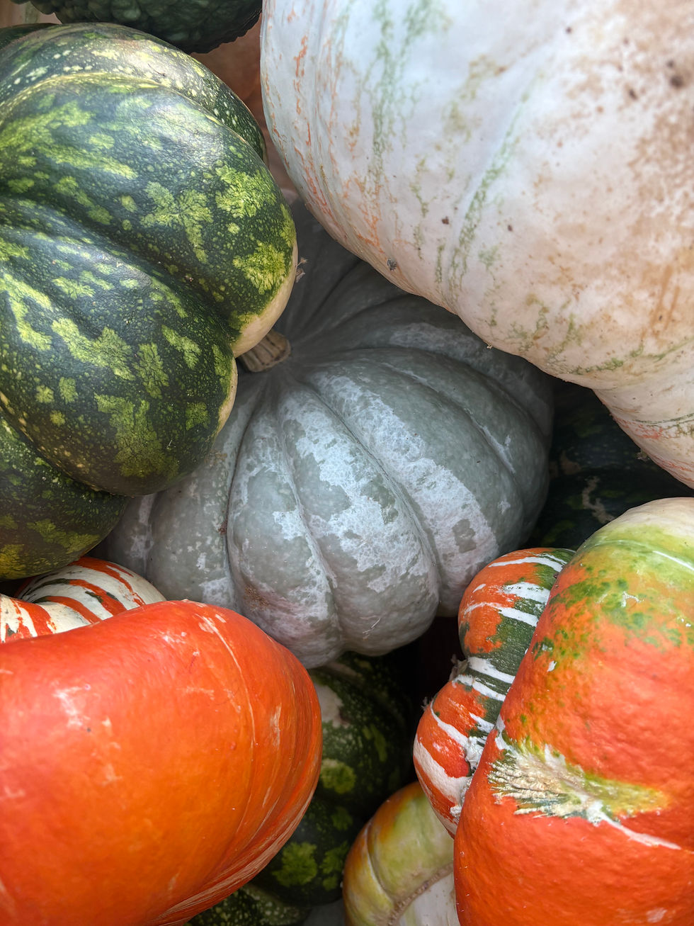 Top Fall Activities Near San Diego