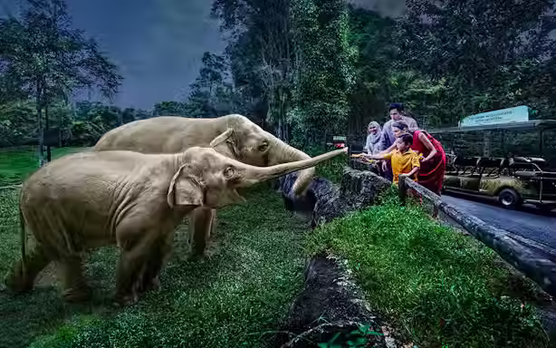الصورة المصغرة: Night safari