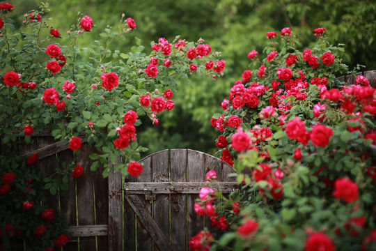 Imej kecil: The Government Rose Garden in Ooty is one of India’s largest rose gardens, featuring thousands of vibrant rose varieties