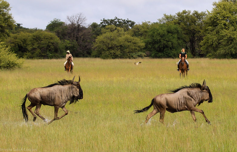 Imvelo Safari Lodges - Camelthorn - Shar