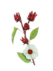 研究報告 ローゼル(Hibiscus sabdariffa)