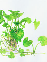 ゴツコラ(Centella asiatica)