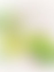 エンブリカ(Phyllanthus emblica)