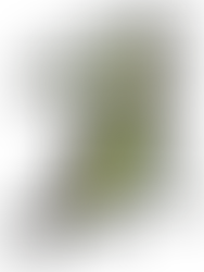 研究報告 ベールフルーツ(Aegle marmelos)