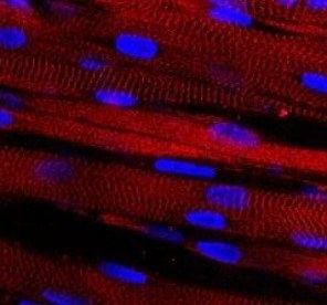 Laboratuvarda kasılabilen ilk kas hücresi üretildi