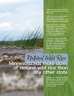 LandManagement_WildRice.jpg