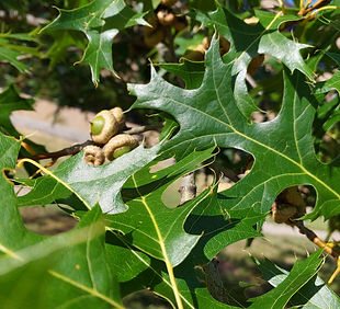 oak leaves forest best management pratices