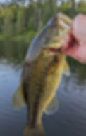 Bass.jpg