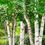 Thumbnail: Paper Birch