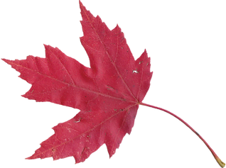 Leaf1.png