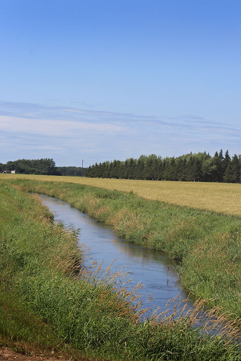 minnesota buffer law