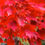 Thumbnail: Red Maple