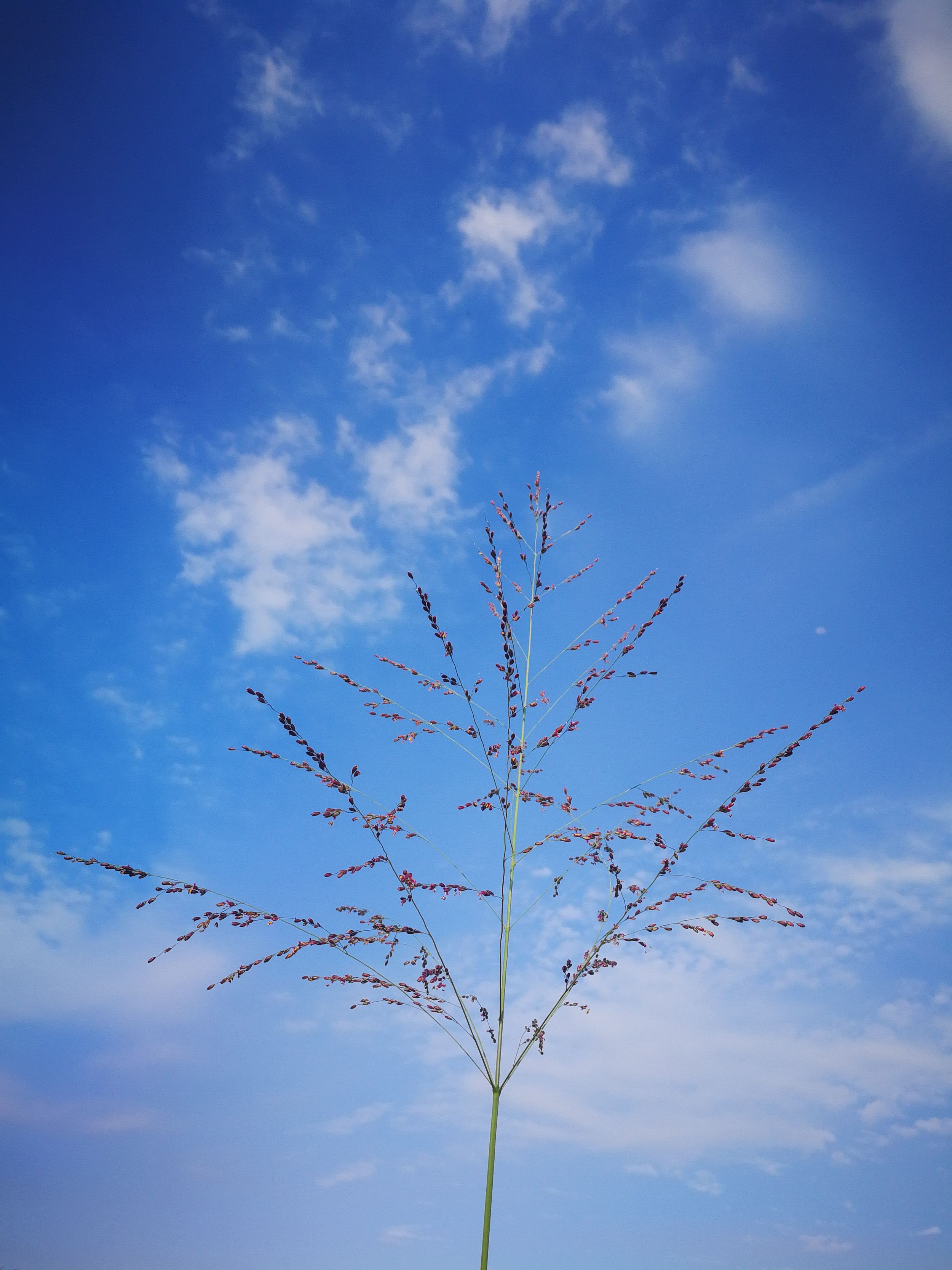 Guinea Grass AGT Cover Crops & Forages