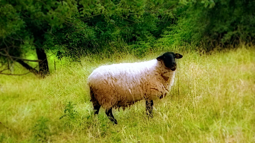 The Way of the Shepherd