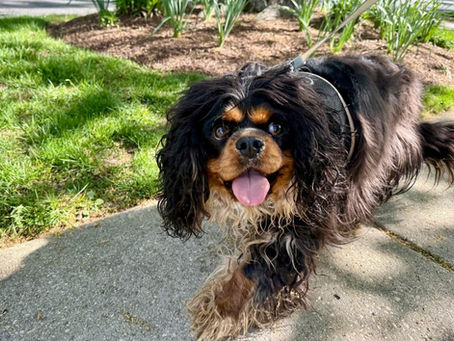 Happy Cavalier King Charles Spaniel walking on a sidewalk, tongue out, enjoying a sunny day.