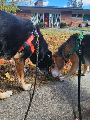 Two dogs on leashes sniffing a spot on the ground